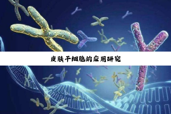皮肤干细胞的应用研究