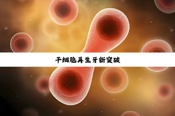 干细胞再生牙新突破