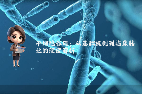干细胞作用：从基础机制到临床转化的深度解析